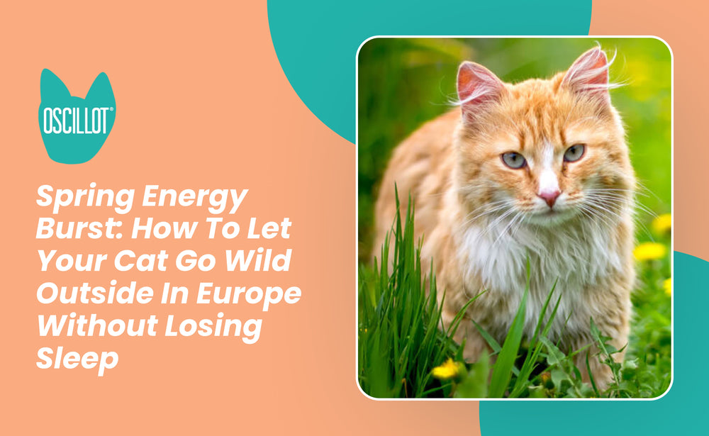 Spring Energy Burst: How To Let Your Cat Go Wild Outside In Europe Wit ...