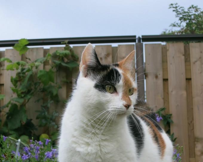Cat fence roller kits for cat-proofing your yard - Oscillot Europe and UK
